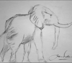 Wildlife Scetch